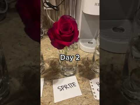 Tips On How To Make Cut Tulips Last Longer Tips On How To Make Cut Tulips Last Longer